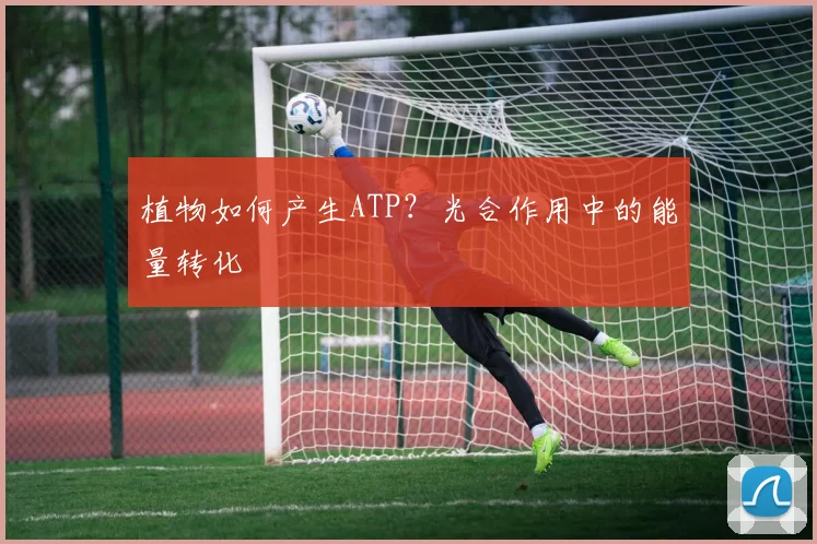 植物如何产生ATP?光合作用中的能量转化